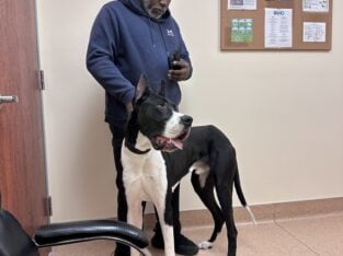 Great Dane