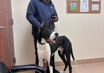 Great Dane