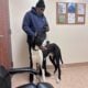 Great Dane
