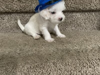 Bundle of Joy