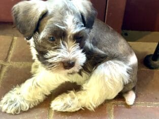 Mitzy Miniature Schnauzer