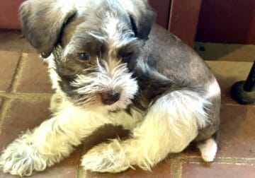 Mitzy Miniature Schnauzer