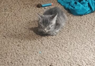 Dallas – free to a good home