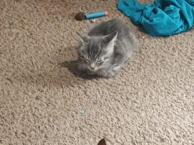 Dallas – free to a good home