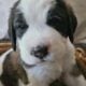 Saint Berdoodle Puppies