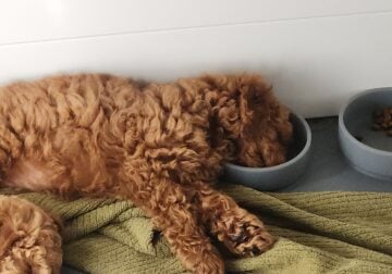 Mini Poodle Puppies