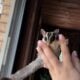 Two Male Sugar Gliders