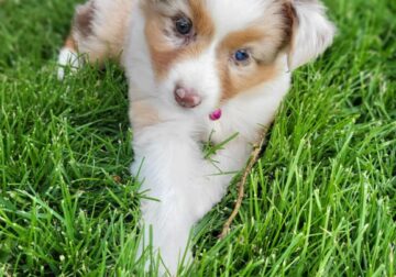 Mini Aussie/Border Collie Pups