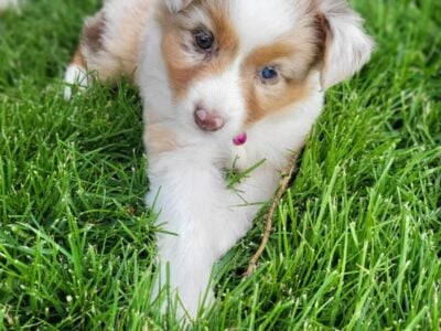 Mini Aussie/Border Collie Pups