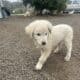 Great Pyrenees/ Italian Maremma Sheepdog Puppies f