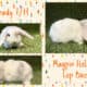 Holland Lop Rabbits