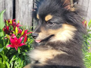 SuzyQs Precious Onyx