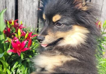 SuzyQs Precious Onyx