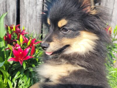 SuzyQs Precious Onyx