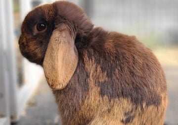 holland lop bunnies