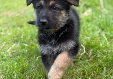 German Shepherd Pups looking for forever homes
