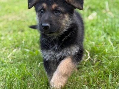 German Shepherd Pups looking for forever homes