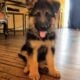 German shepherd puppies