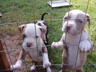 Staffordshire Bull Terrier Puppies for Sale