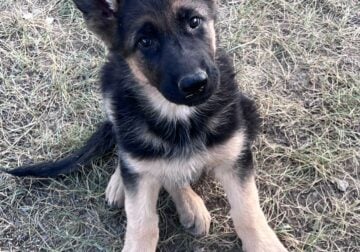 German shepherd puppy