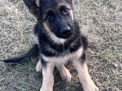 German shepherd puppy