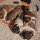 Shihtzu puppies