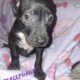 Free Puppies!