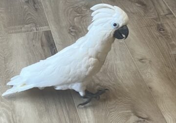 Seven month old female umbrella, cockatoo