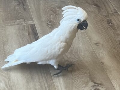 Seven month old female umbrella, cockatoo