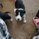 Four 8 week old pitpull for rehoming 2female/males