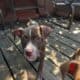 XL American Bully x APBT puppies!