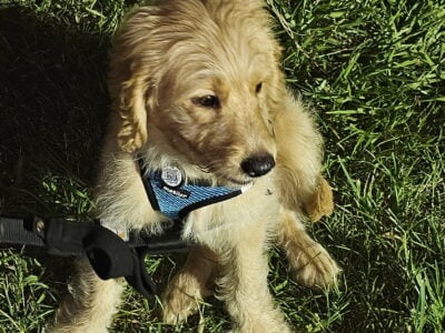 Goldendoodle Puppy – Nugget