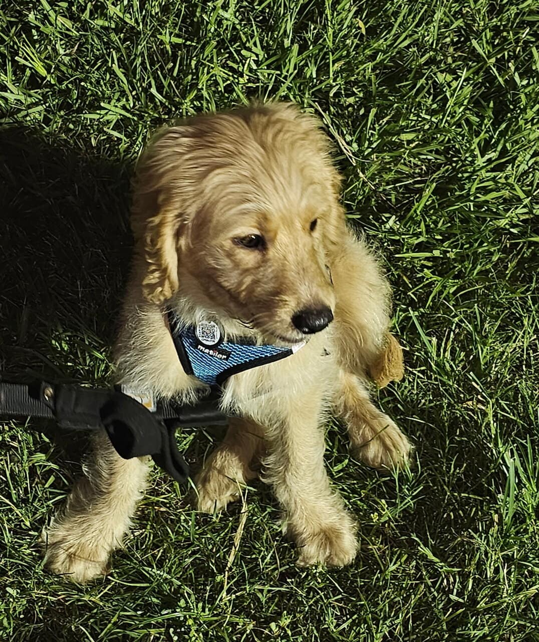 Goldendoodle Puppy - Golden Nugget image 10