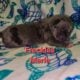 Italian Daniffs 50% Cane Corso 50% Great Dane