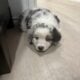 mini Australian shepherd’s