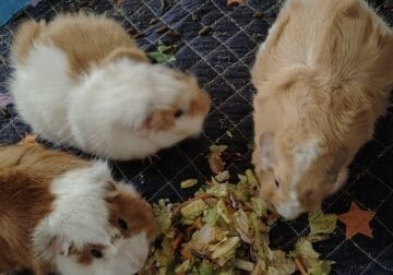 guinea pigs