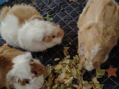 guinea pigs