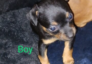 Sweet mini chiweenies