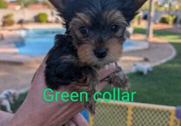 AKC Yorkie puppies