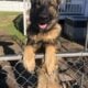 Purebred German Shepherd Puppies