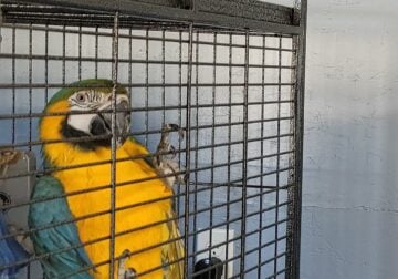 Benji and his cage needs a new home
