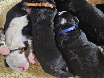 Bernese Mountain Dog puppies