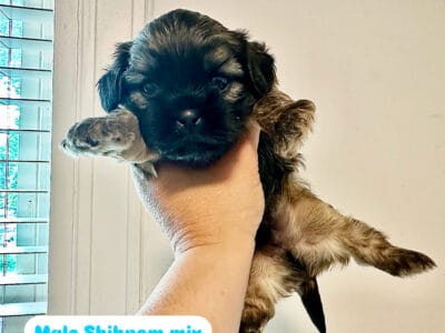 Shihpom