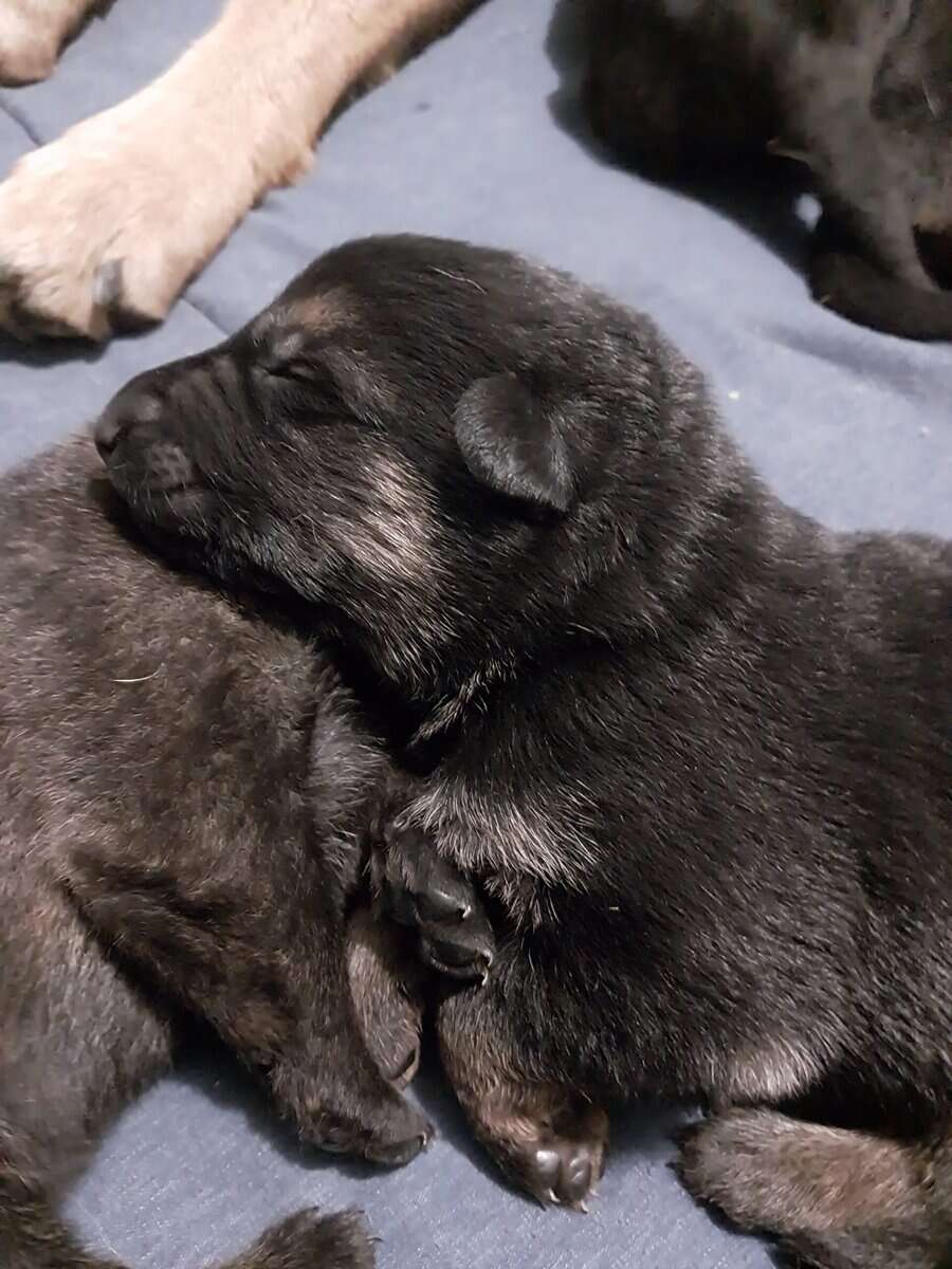 German Shepherd Puppies image 6