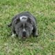 Exotic American Bully male!