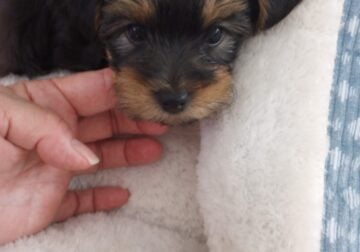 Yorkie puppy 9 weeks old