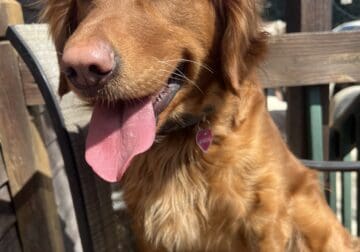 Golden Retriever for Adoption
