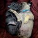 Pug Puppies