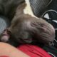 Rehoming Dog