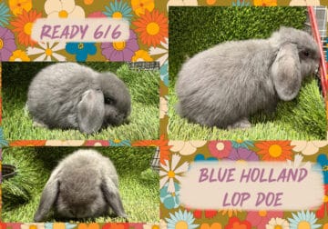 Holland Lop Rabbits
